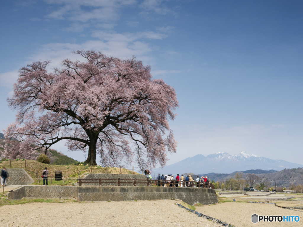 鰐塚の桜