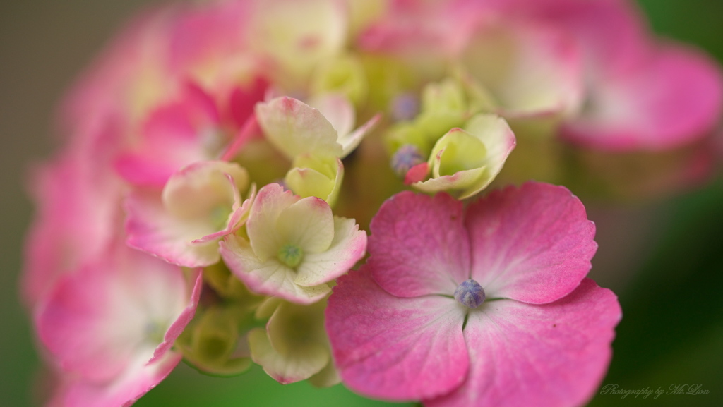 紫陽花