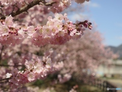 春めき桜