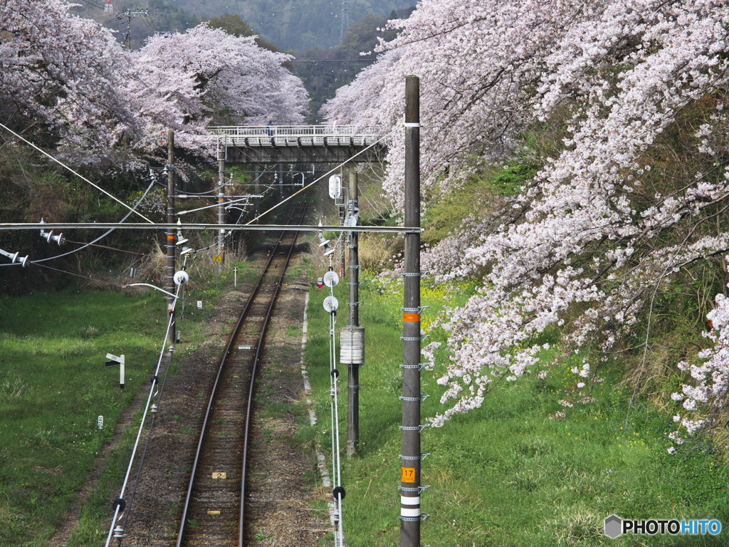 桜咲く軌道