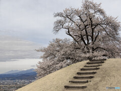 古墳と桜