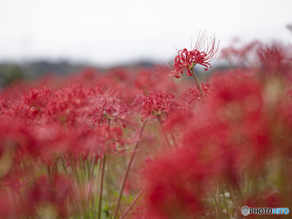The World of Red