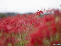 The World of Red