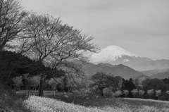 春の園