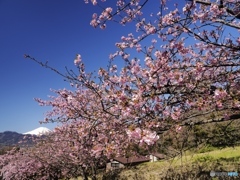 富士見桜