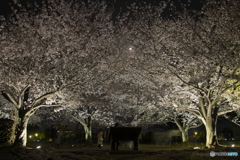 月夜と夜桜