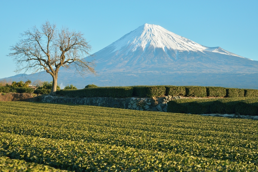 静岡の風景