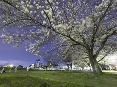 夜桜2022