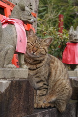 笑寝猫