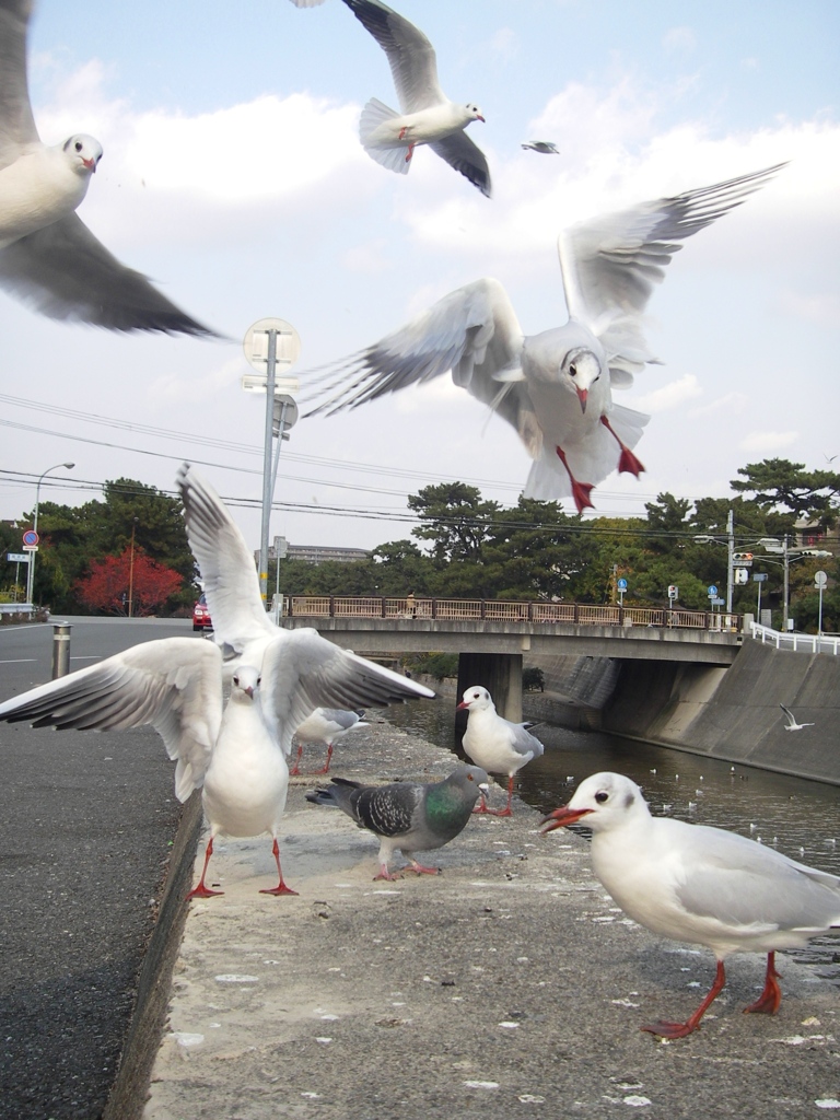 夙川のかもめ