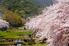 芦屋の桜