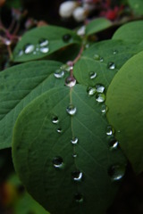 水滴が転がる葉っぱ