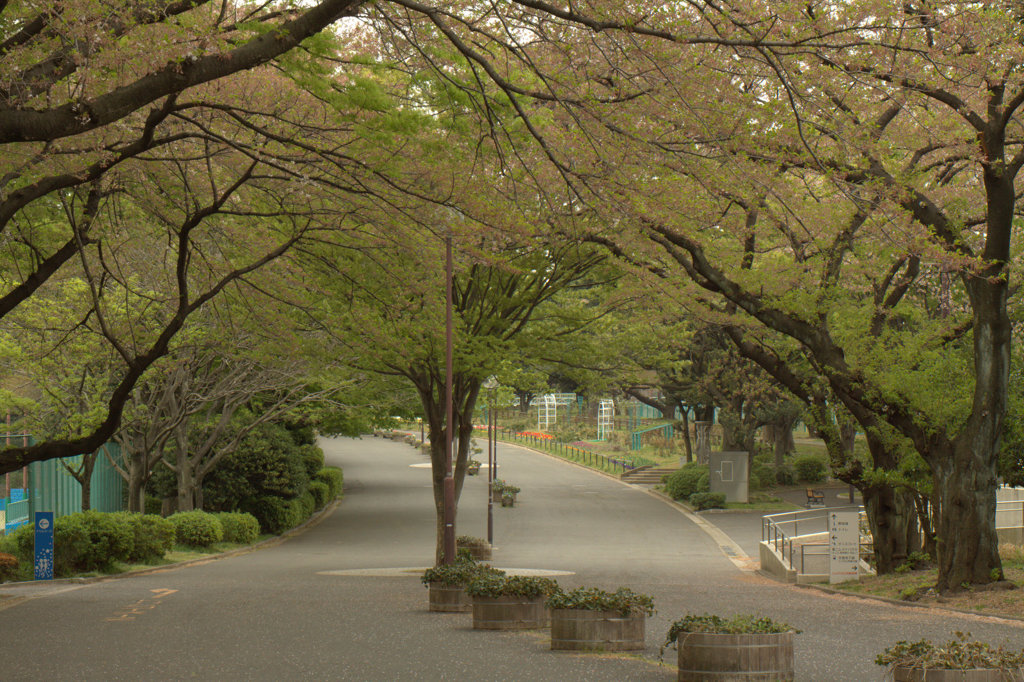 桜のあとの季節