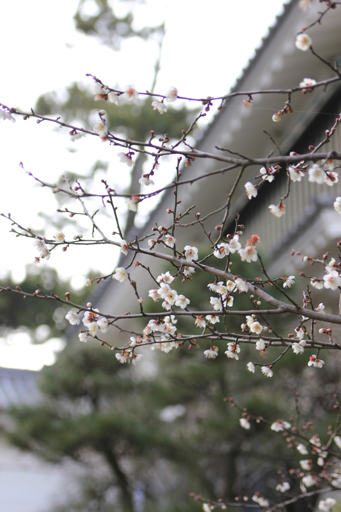 もうすぐ春