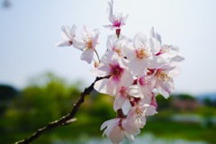 桜