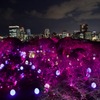 チームラボ 福岡城跡 光の祭