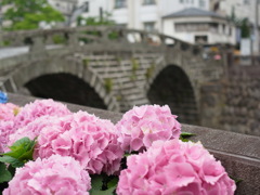 紫陽花（おたくさ）