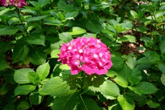 紫陽花