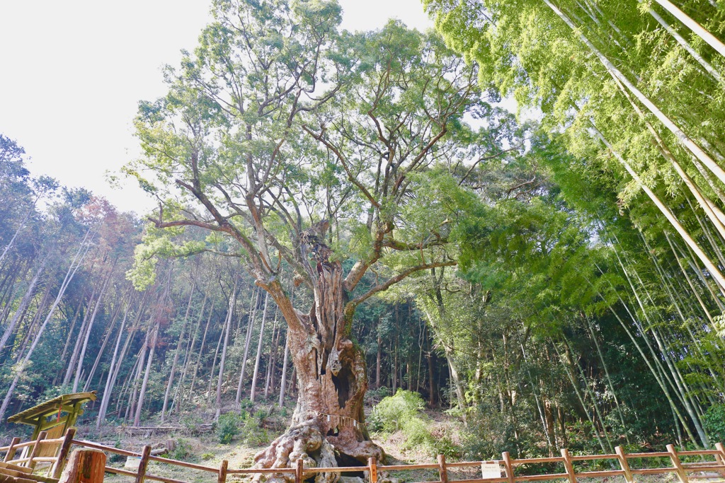 武雄神社の御神木（武雄の大楠）