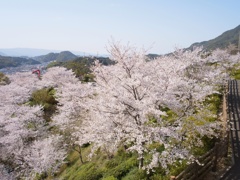 桜満開