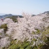 桜満開