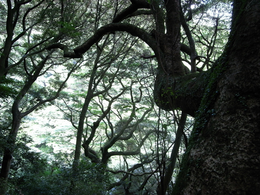 樹木