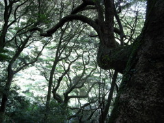 樹木