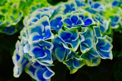 紫陽花