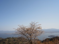 １本の桜の木