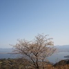 １本の桜の木