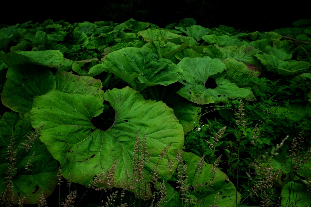 螺湾蕗の憂鬱