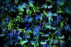 植物万歳