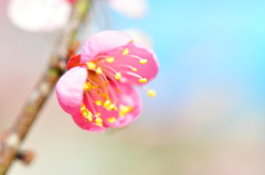 梅