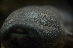 肺魚君