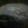 肺魚君