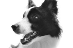 モノクロ犬のモノクロ写真