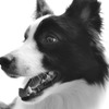 モノクロ犬 モノクロ犬のモノクロ写真 by とーいえ （ID：1036905） - 写真