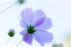 淡紫