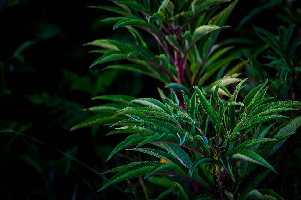 NAMELESS WEED