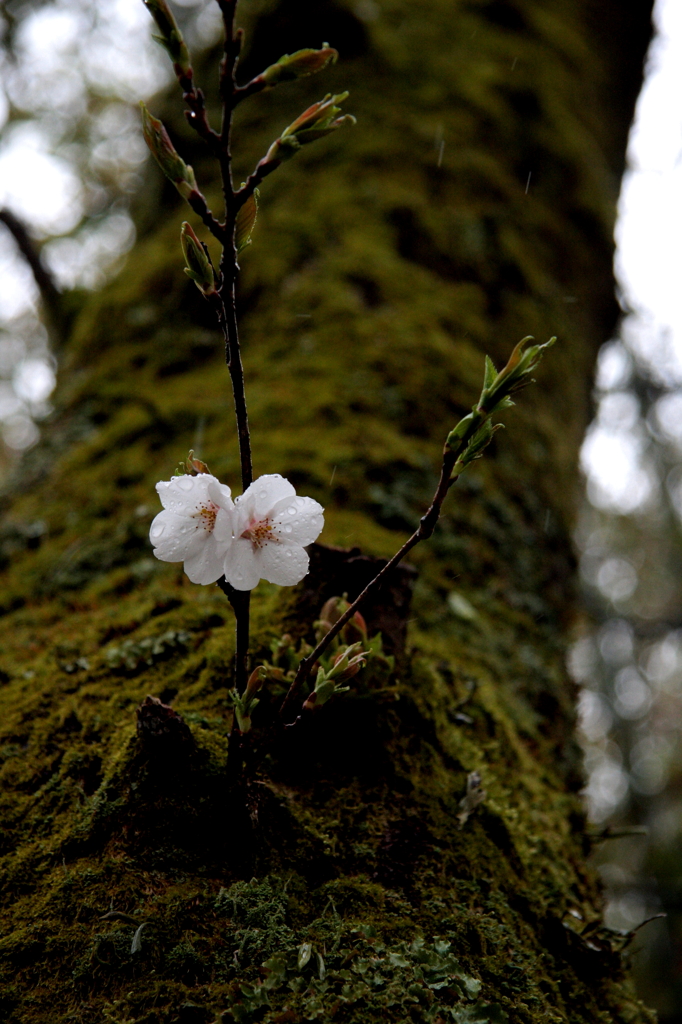 桜