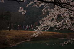 桜と鯉幟