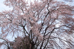 大きく広がるしだれ桜