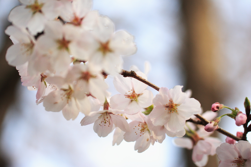 桜色