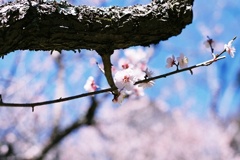 開花中。