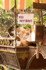 哲学の道