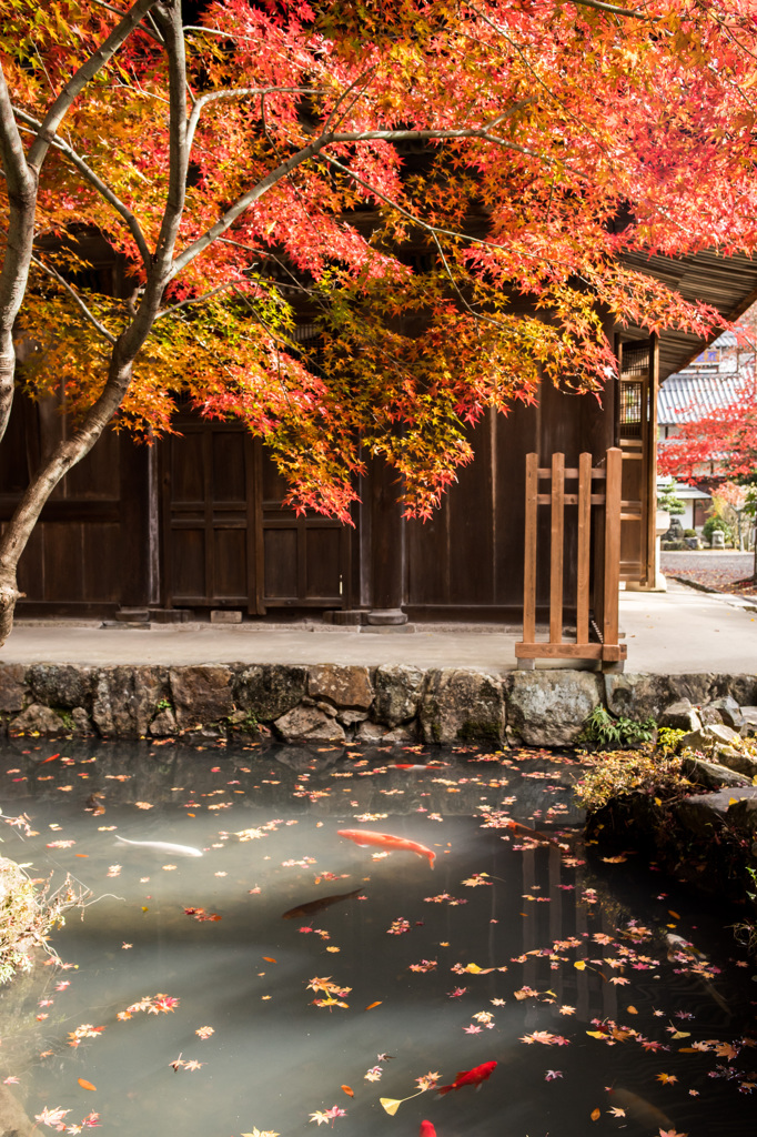 水辺の紅葉