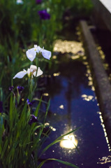 宵の花菖蒲