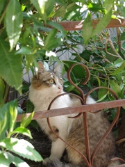 ねこと柵