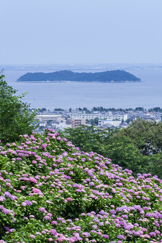 紫陽花と竹島