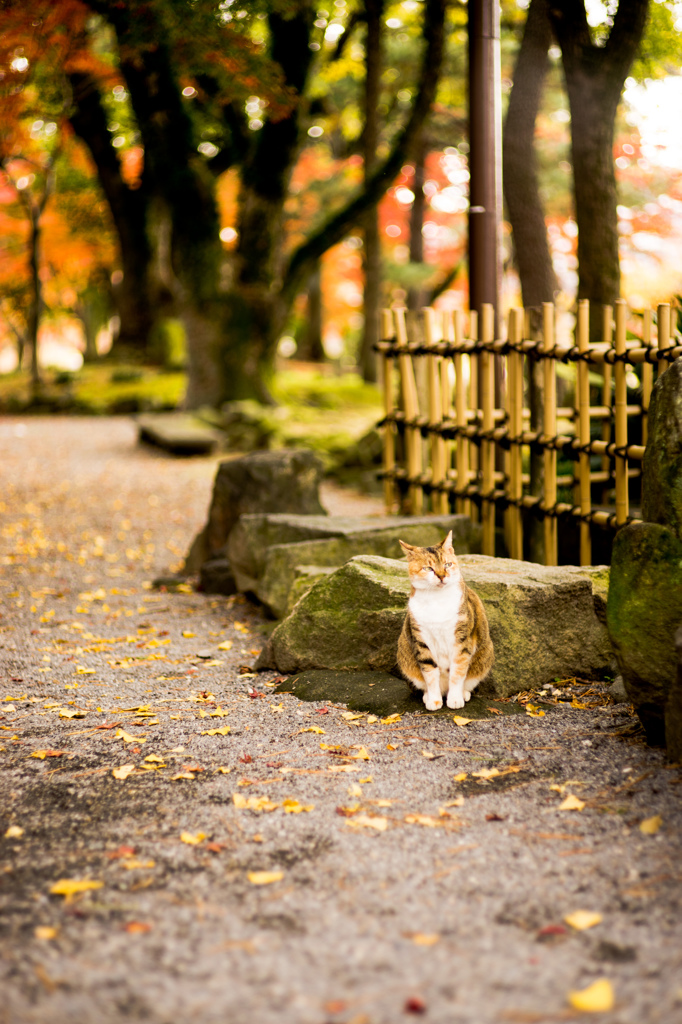 岡崎の猫